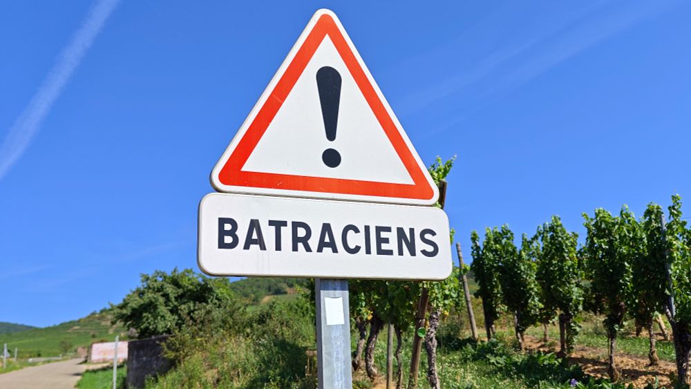 Panneau de circulation "Attention Batraciens"