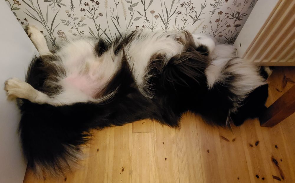 Koira pötköttää selällään.