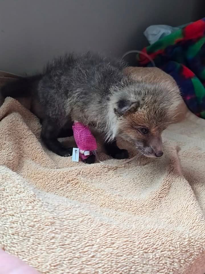A fox kit is walking with catheter in place.