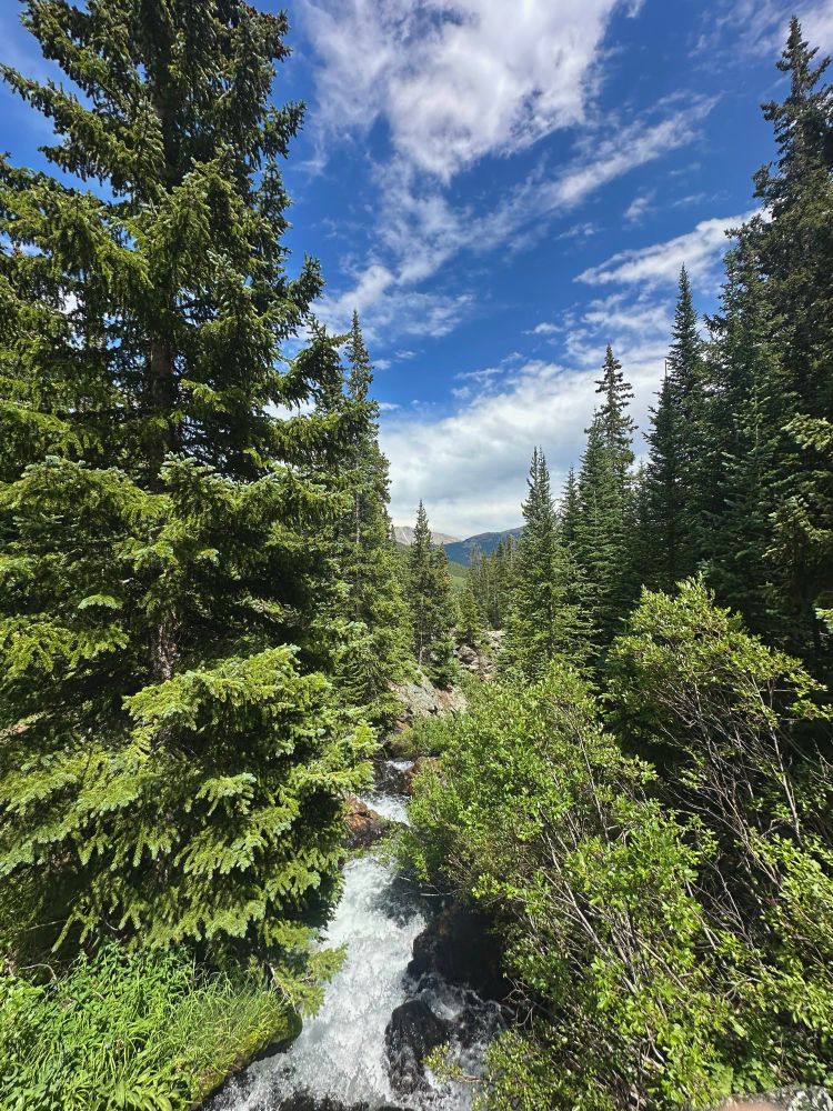 Trees and stream