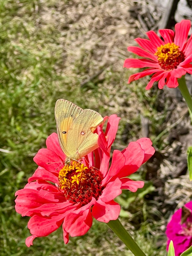 Yellow butterfly on zinnia 