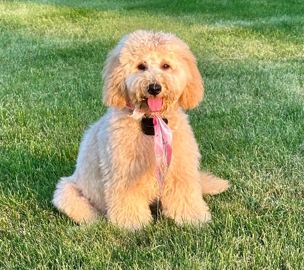 puppy flora helping me water the flowers