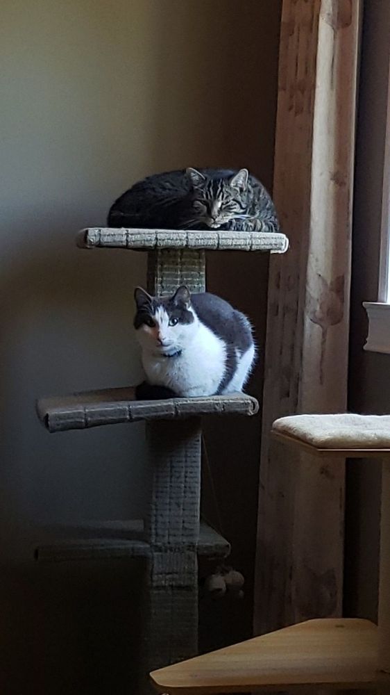 My son's goblins relaxing. Top- Bruce, lower level- Jean-Paul