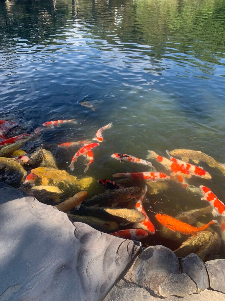 栗林公園の鯉。
色鮮やかな鯉が集まってる。