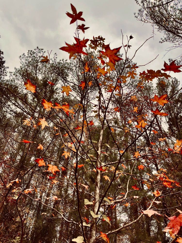 Red and orange fall leaves on an almost bare tree, with the photo taken at an angle looking up towards the top of the tree and sky