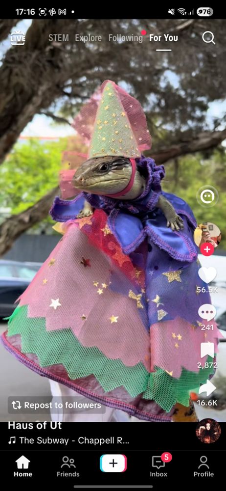 A screen shot of a ticktock of a bluetongue lizard in a princess dress
