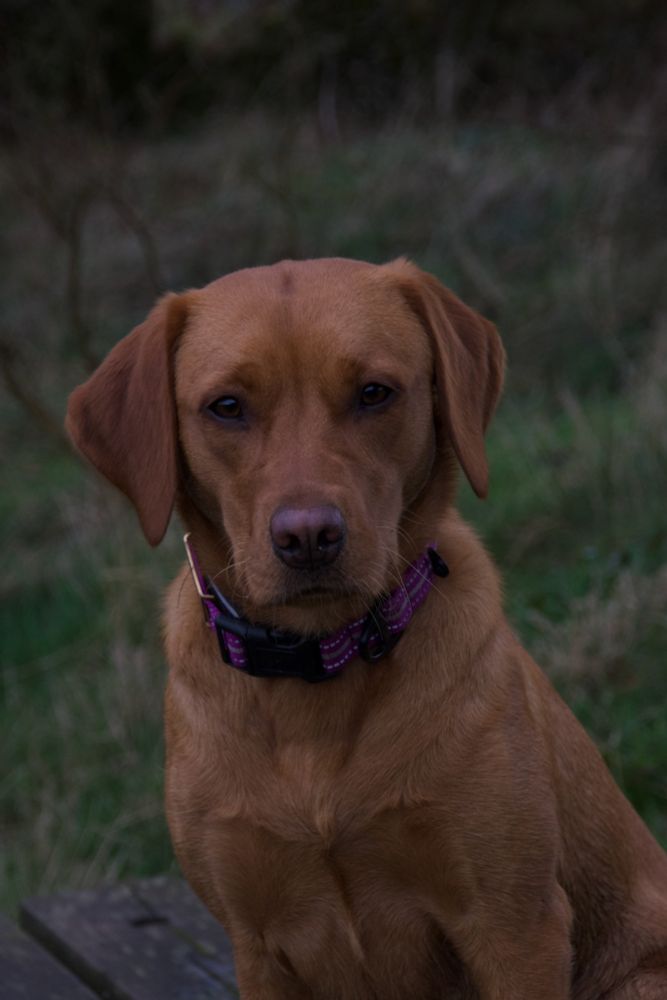 A fox red lab sitting in a field wearing a purple collar 