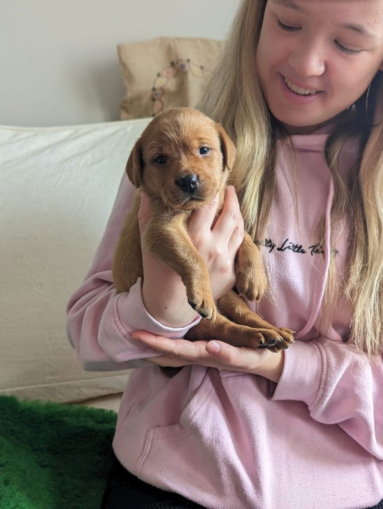 A person in a pink sweatshirt gently holds a small, fluffy puppy with light brown fur in their hands. A green blanket is visible below.