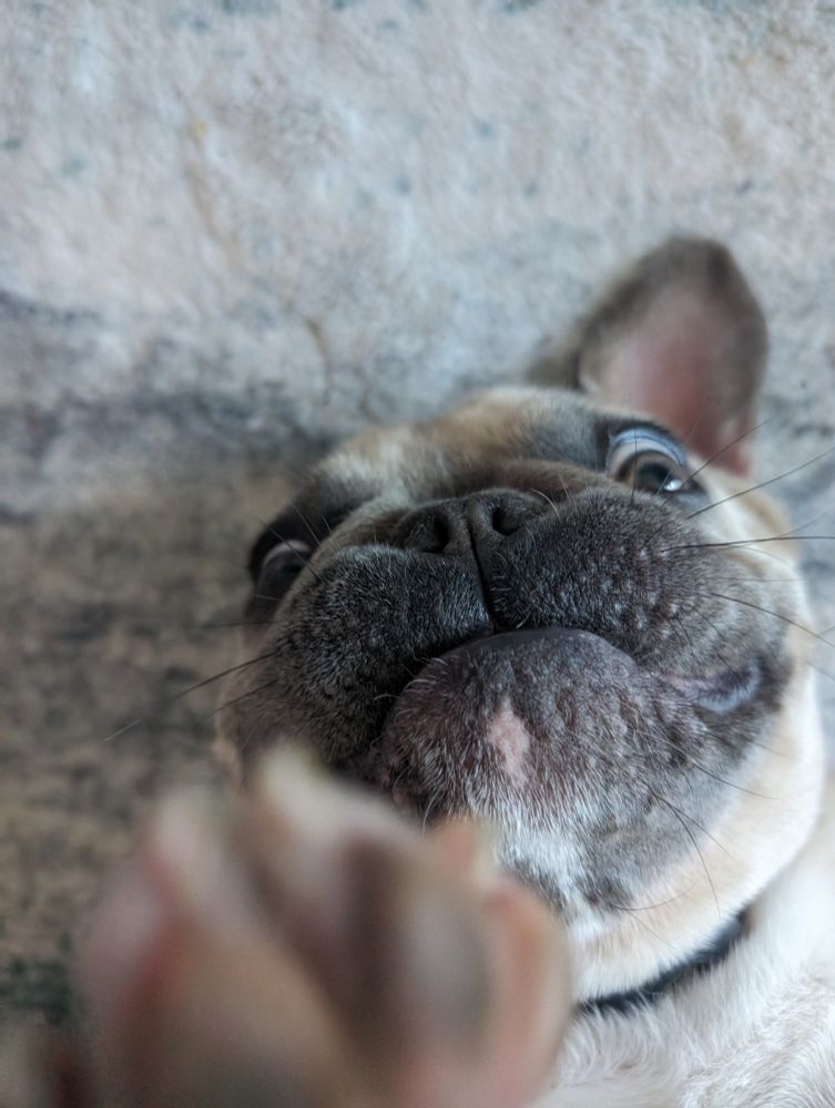A French bulldog making a funny face