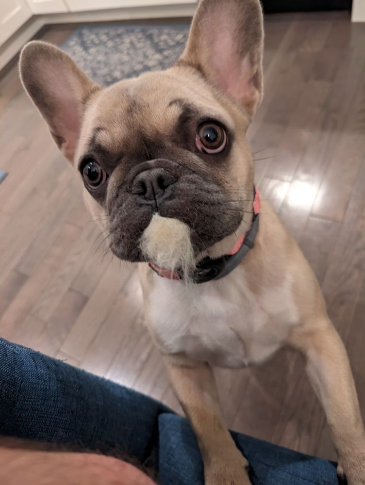A French bulldog standing up on its hind legs with a large clump of orange cat fur sticking out of its mouth