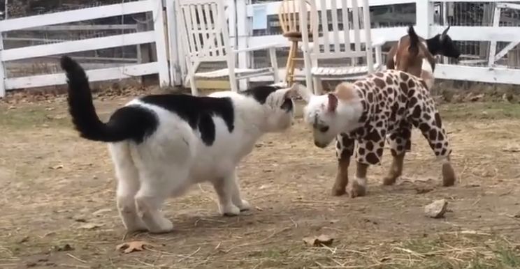 A cat inspecting a tiny goat in a pajama 