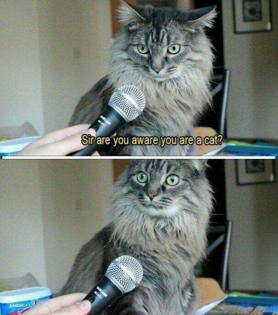 a two panel image. in the top image, is a cat with a microphone held up to it. caption text says 