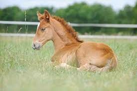 foal, noun, a young horse or related animal.

this one happens to be laying in a grass field