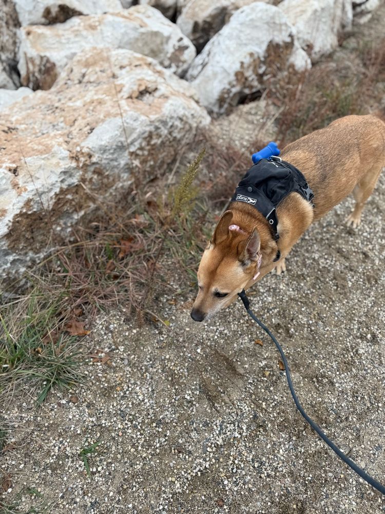 A golden German Shepherd dog, on a walk with her ears up and nose to the ground